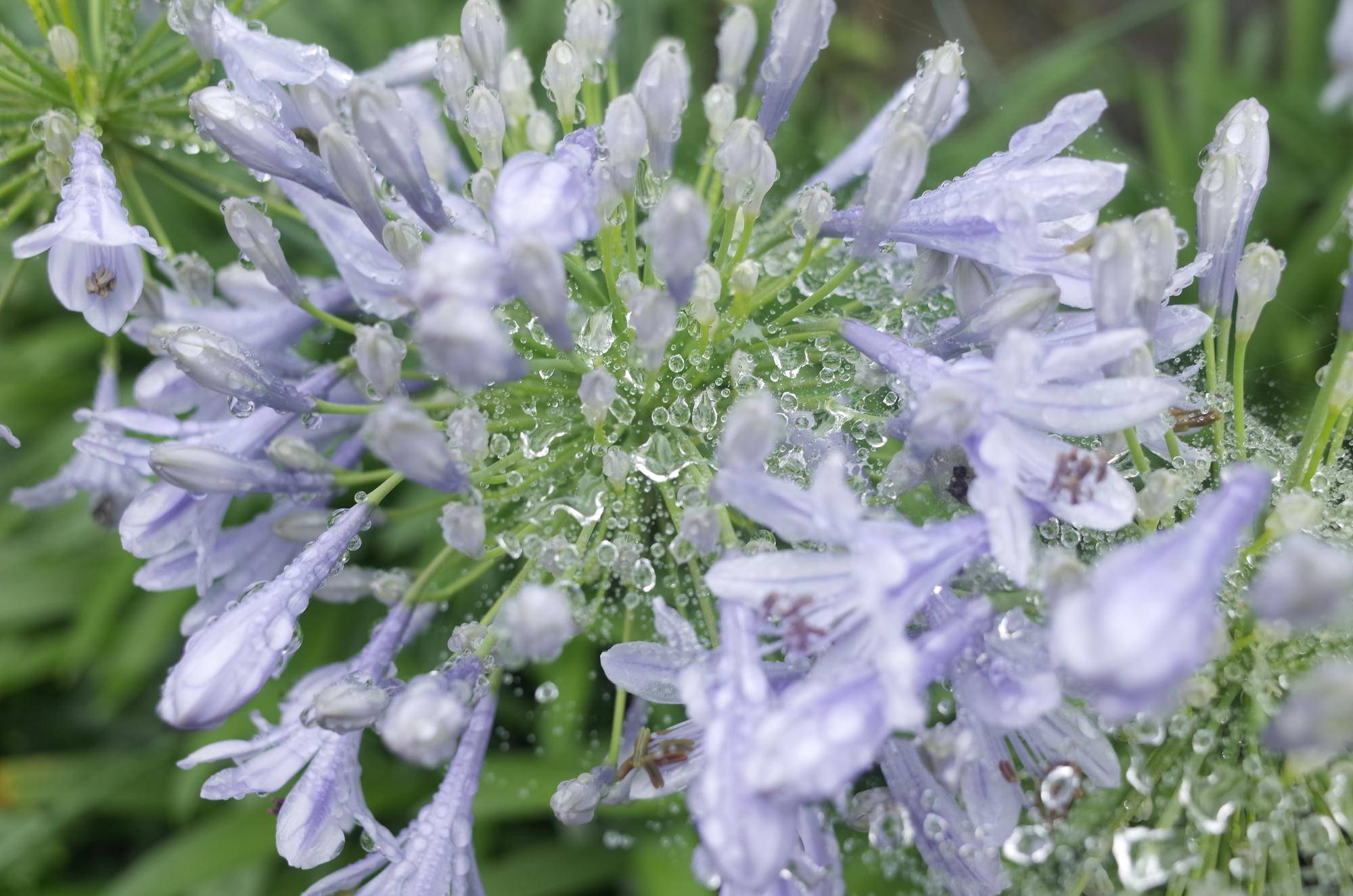 雨の日「も」金沢自然公園へ・・・の写真
