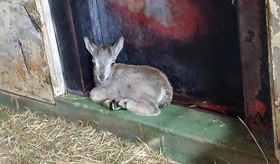アトラス誕生！