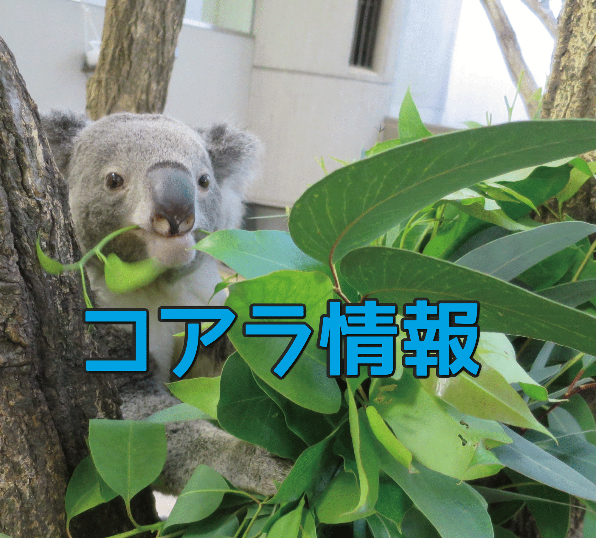 🐨 コアラに関する情報(8/23更新)の写真