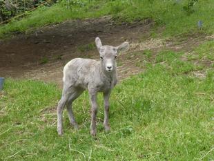 ザラメの展示場デビュー