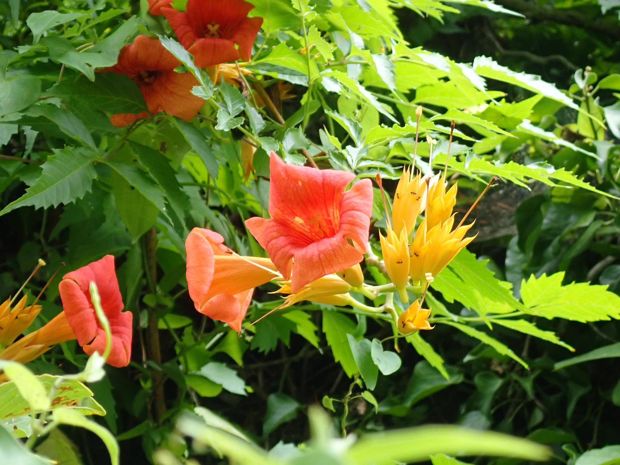 季節の花情報 令和7年8月中旬の写真
