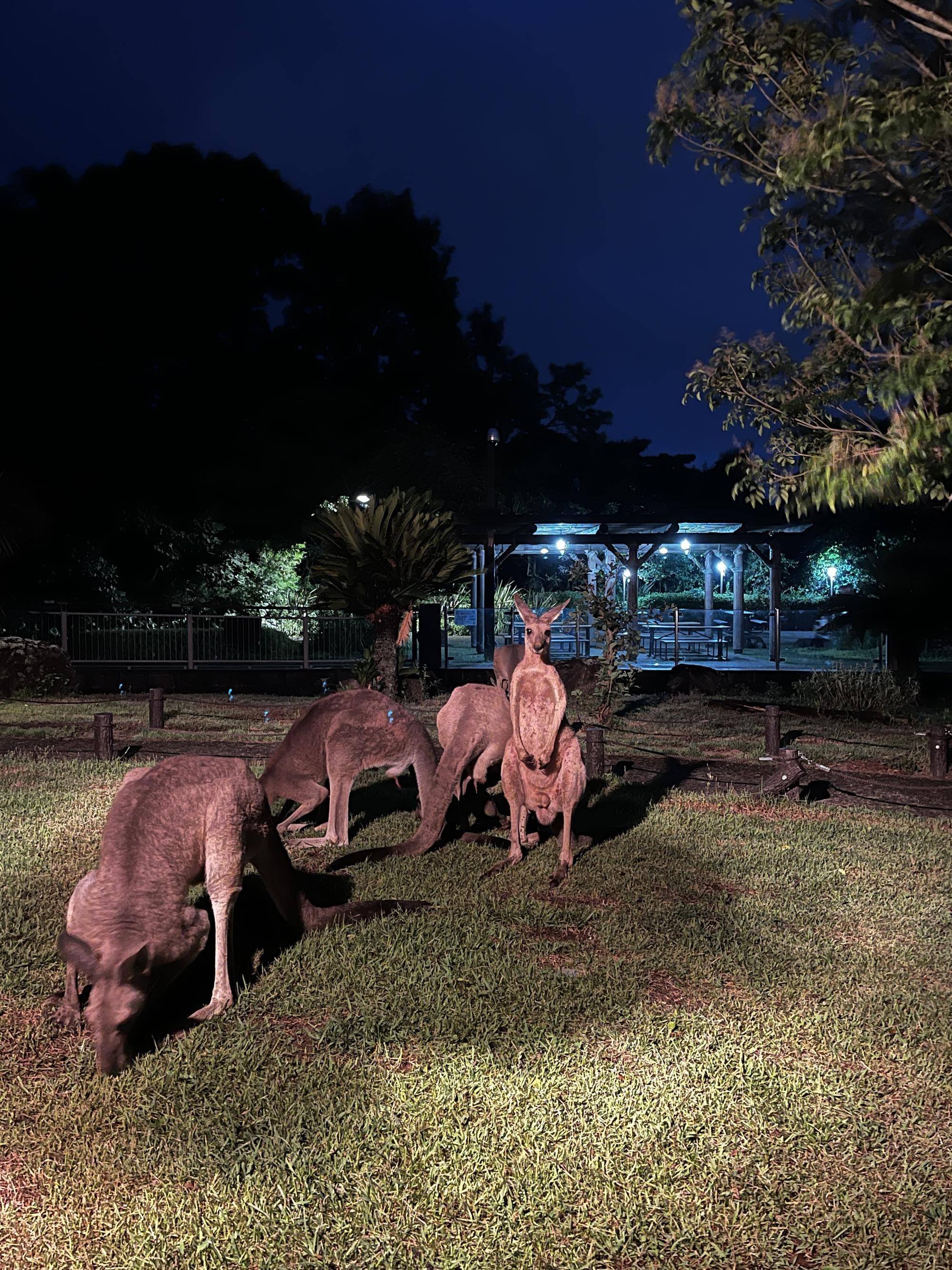 カンガルーブログ 2025年ナイト金沢zooの写真