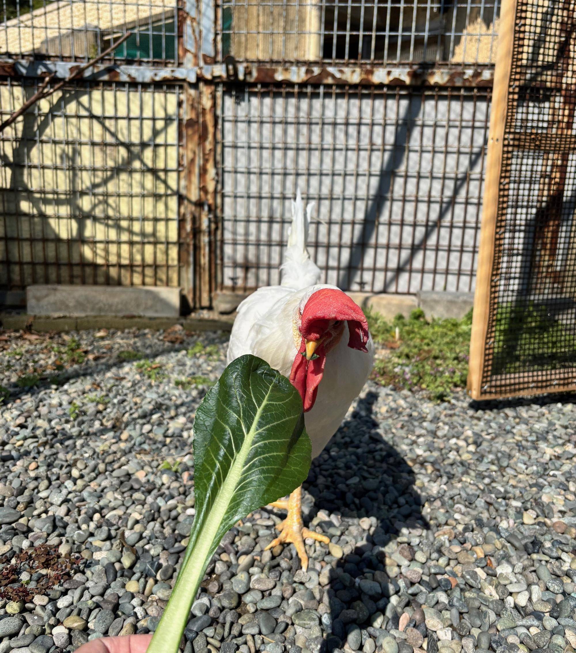 ニワトリの「スナギモ」が死亡しましたの写真