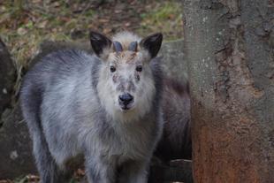 ミミ、安らかに