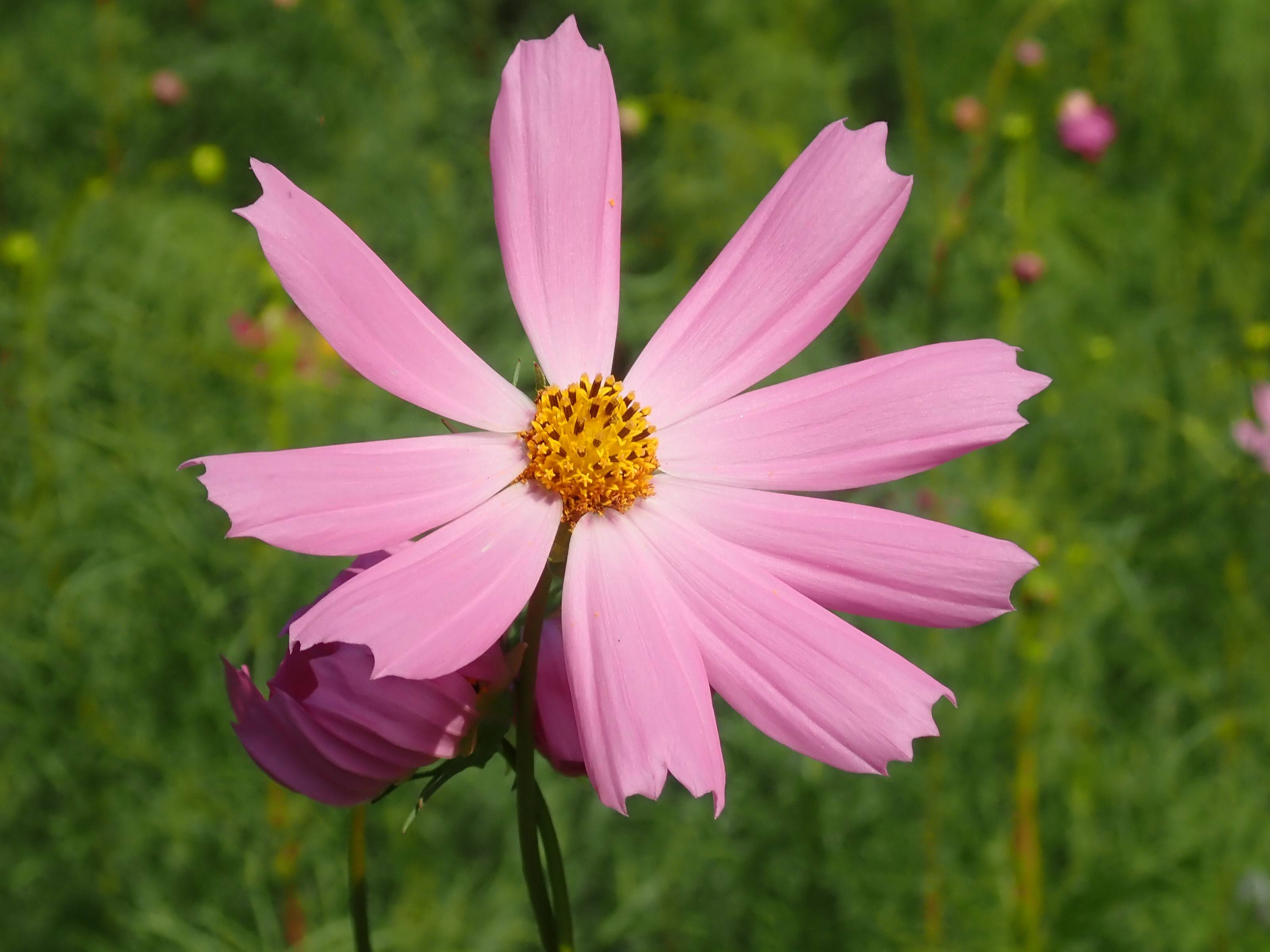 季節の花情報 令和7年9月上旬の写真