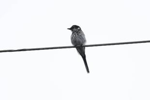 とりのおはなし　2024年度下半期鳥類調査報告。