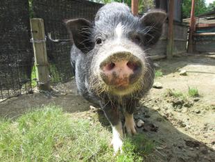 ご覧いただけない動物・施設 2025.09.25更新