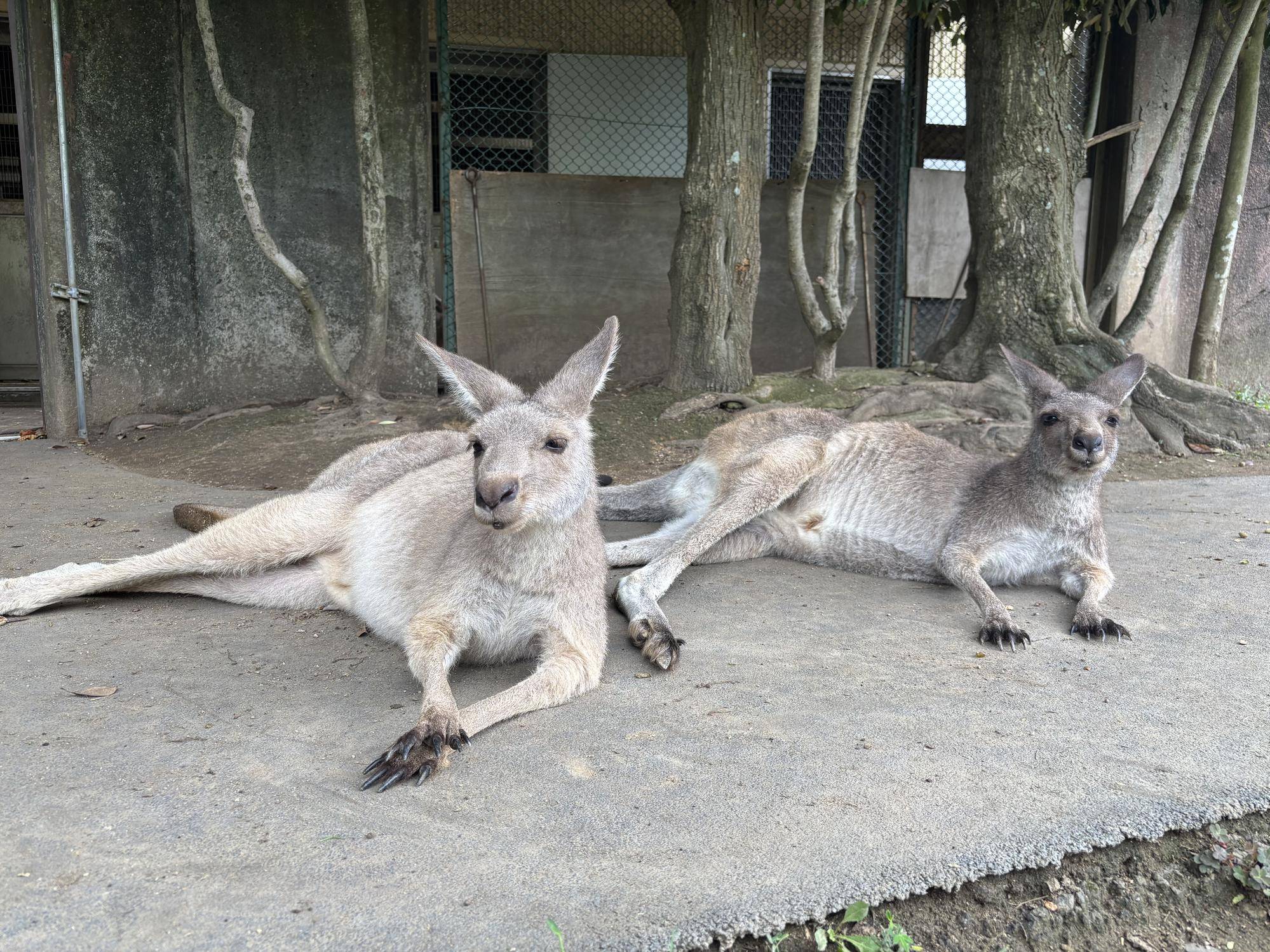 いろんな寝方の写真