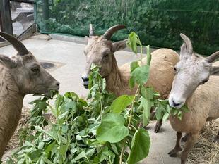 コウゾパーティーをしました