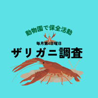 【動物園で保全活動】第4日曜日は ザリガニ調査🔎の画像