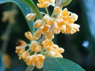 【植物】季節の花情報  令和7年10月中旬