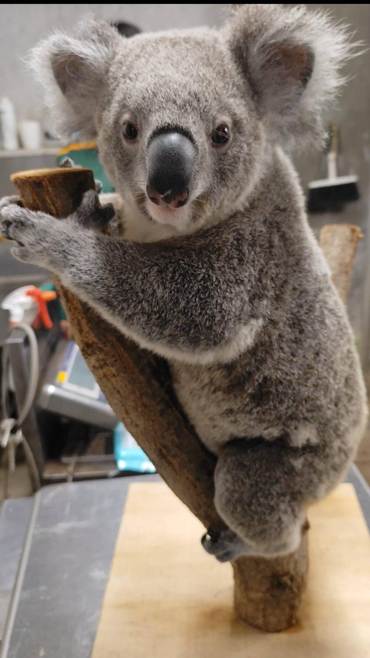 🐨1歳6か月🐨 |こぼれ話｜ブログ|金沢動物園公式サイト｜公益財団