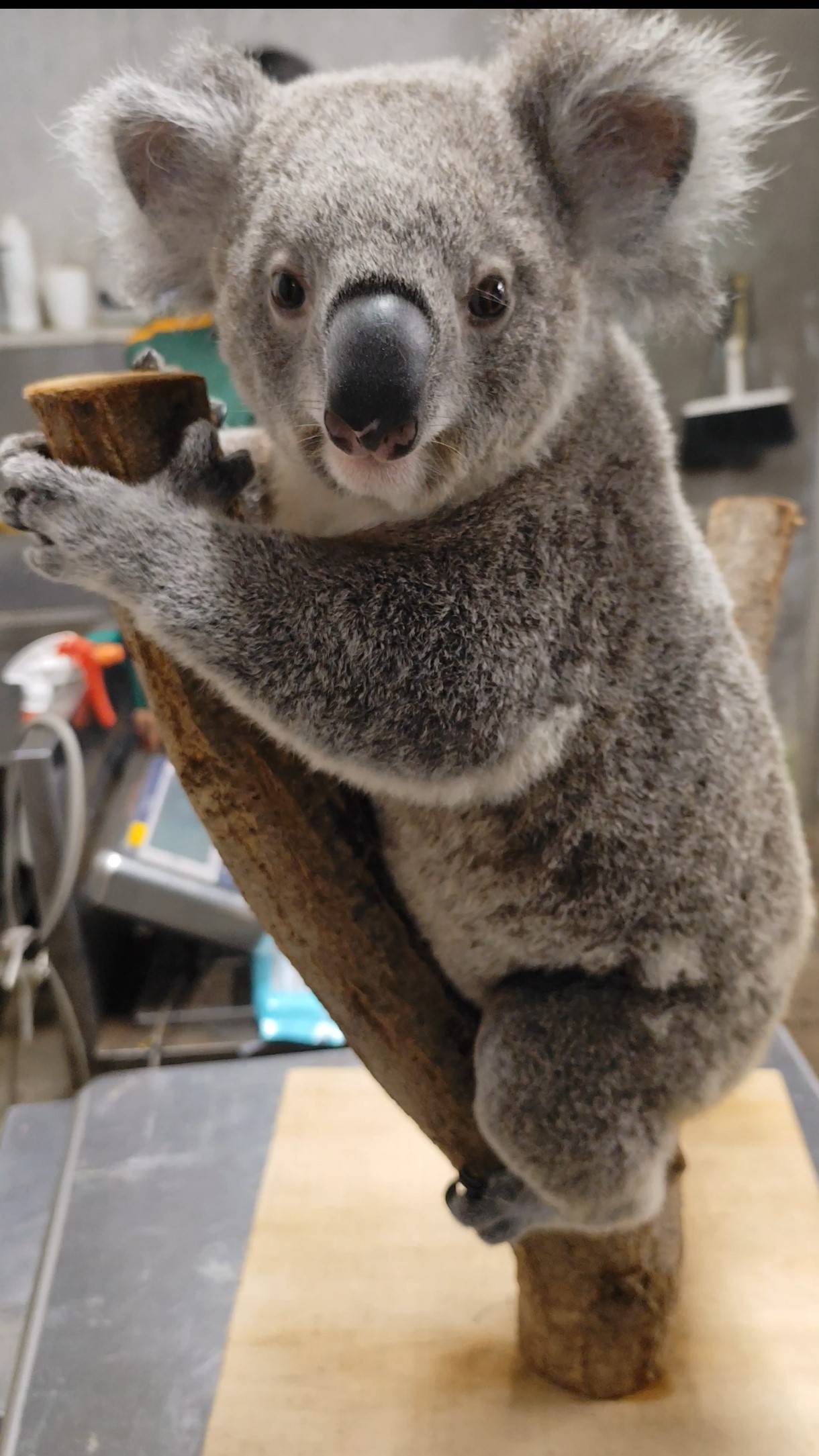 🐨1歳6か月🐨 の写真