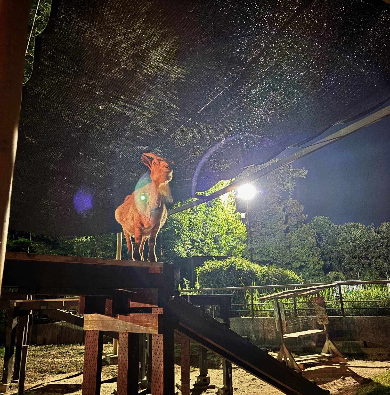 夏のおもいでの写真
