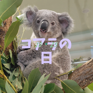 【イベント情報】🐨コアラの日企画🐨 10/20更新