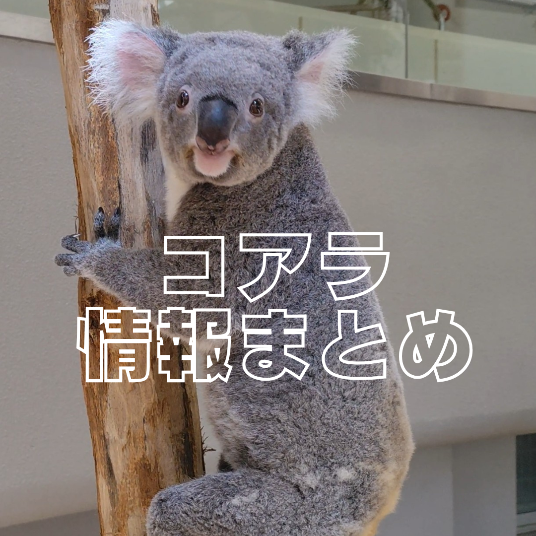  🐨 コアラに関する情報(11/16更新）🐨の写真