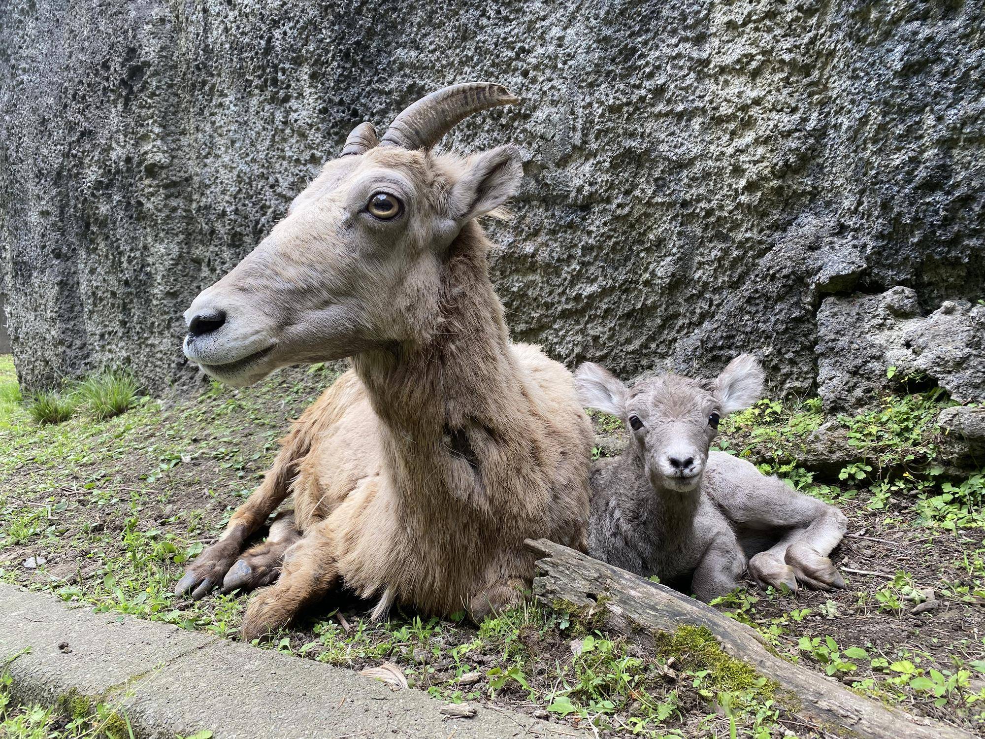 親子ってすごいねの写真