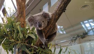 コアラのランチタイム　