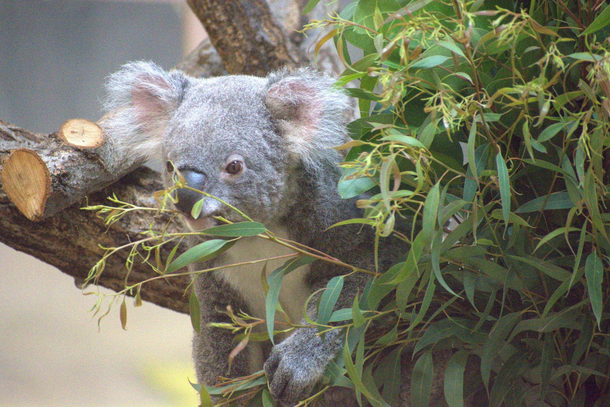 【イベント情報】🐨コアラの日企画🐨の写真