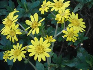 【植物】季節の花情報  令和7年11月中旬