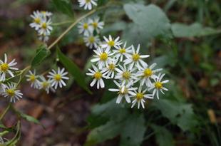 金沢自然公園のさくら山付近でシロヨメナが咲いています