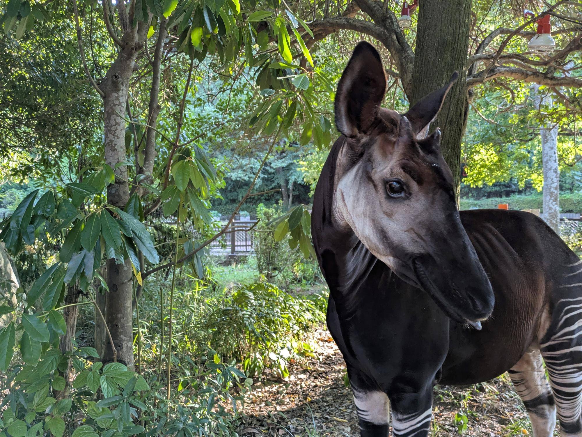 オカピの日報告の写真