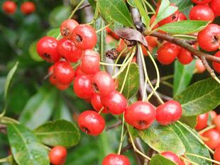 【植物】季節の花情報  令和7年11月上旬
