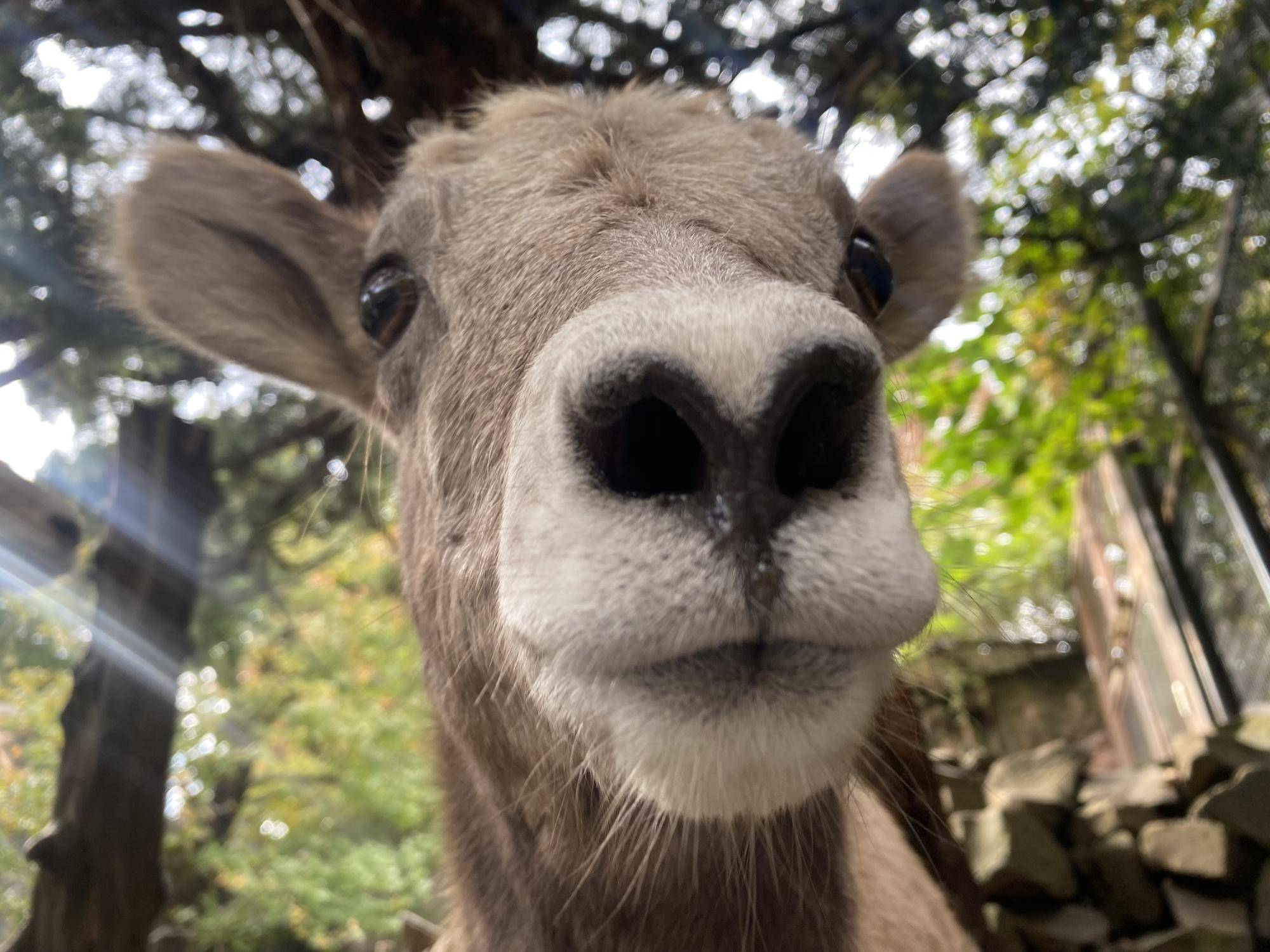 ザラメの成長記録①の写真