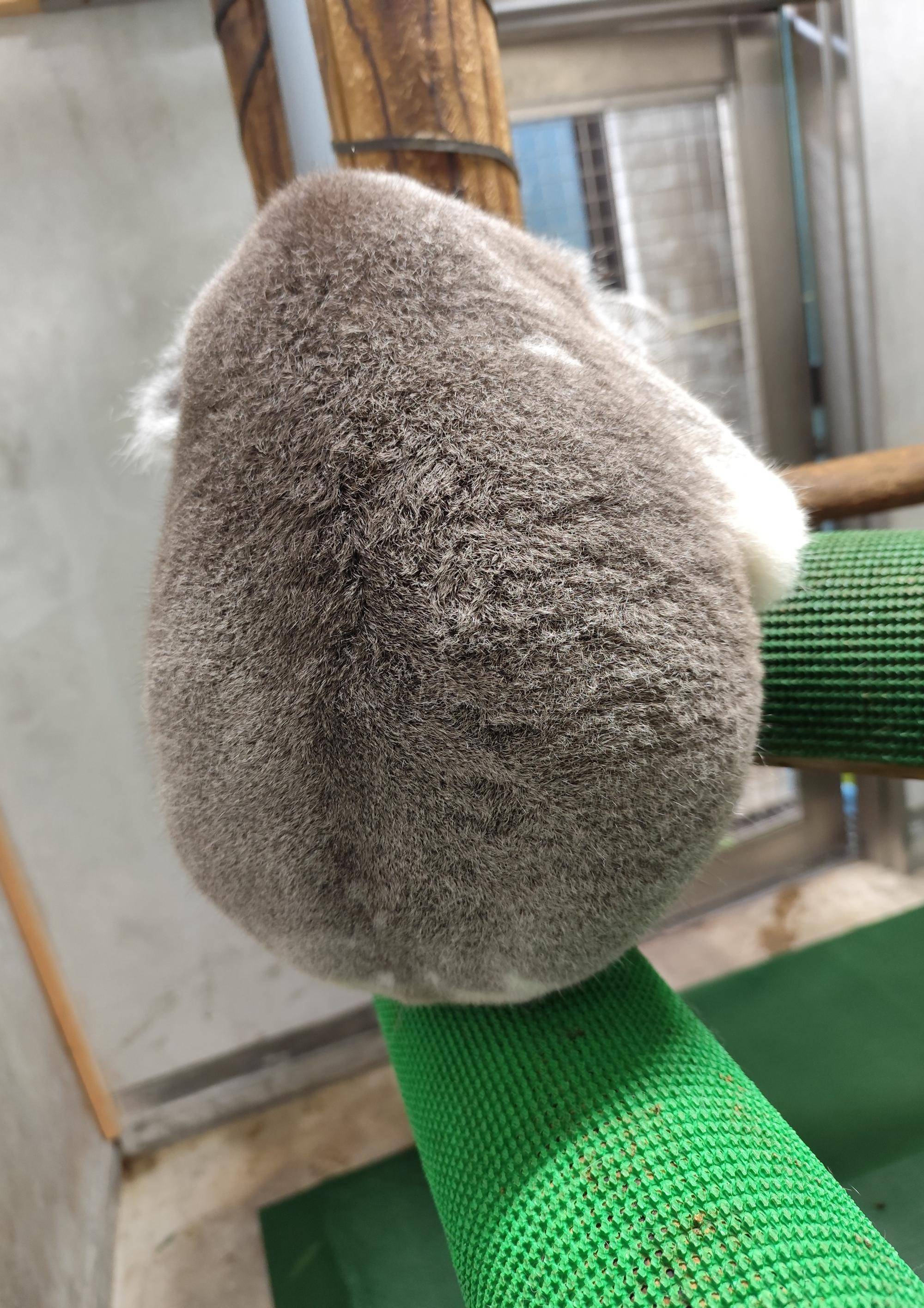 コロンお誕生日おめでとう！！の写真