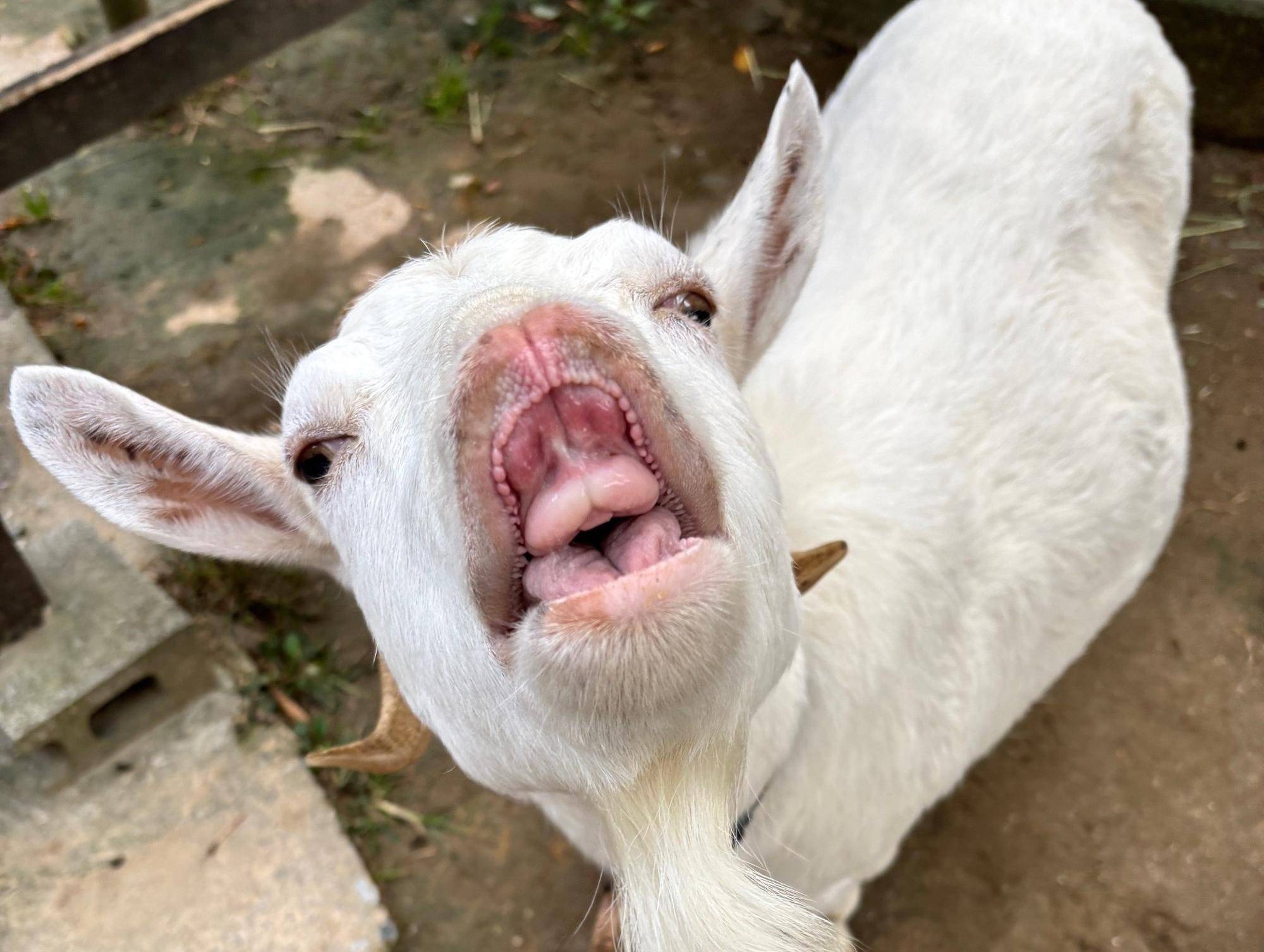 この顔なんの顔？の写真