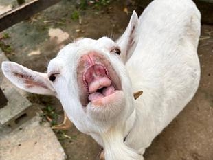 この顔なんの顔？