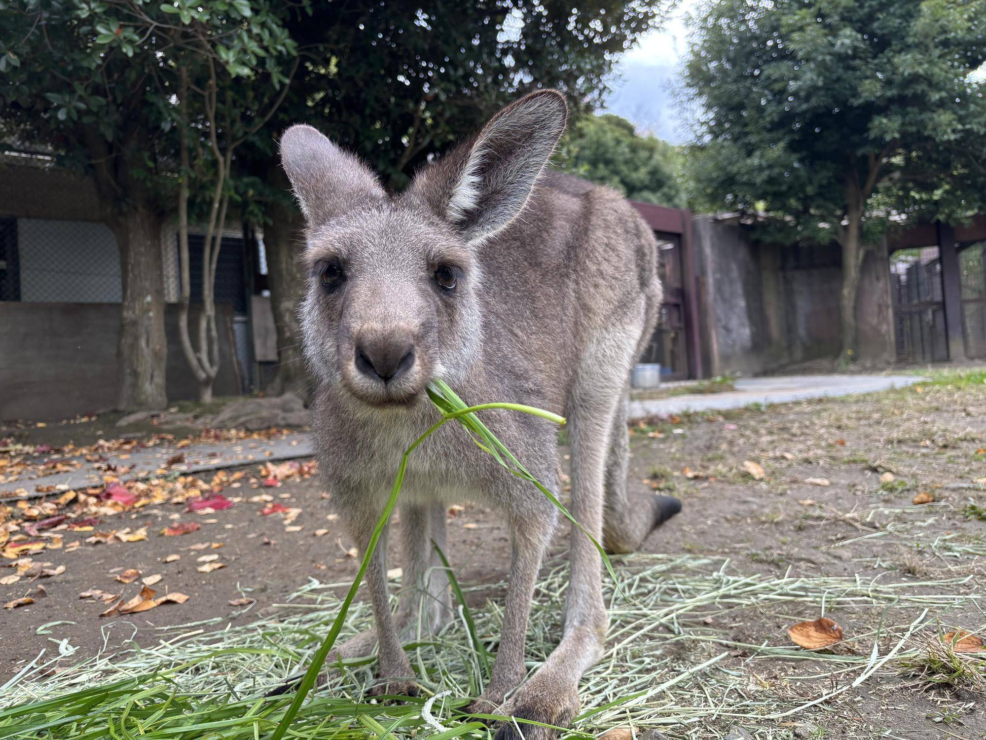 イタリアン開始の写真