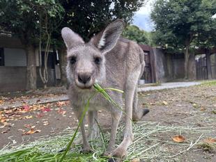 イタリアン開始