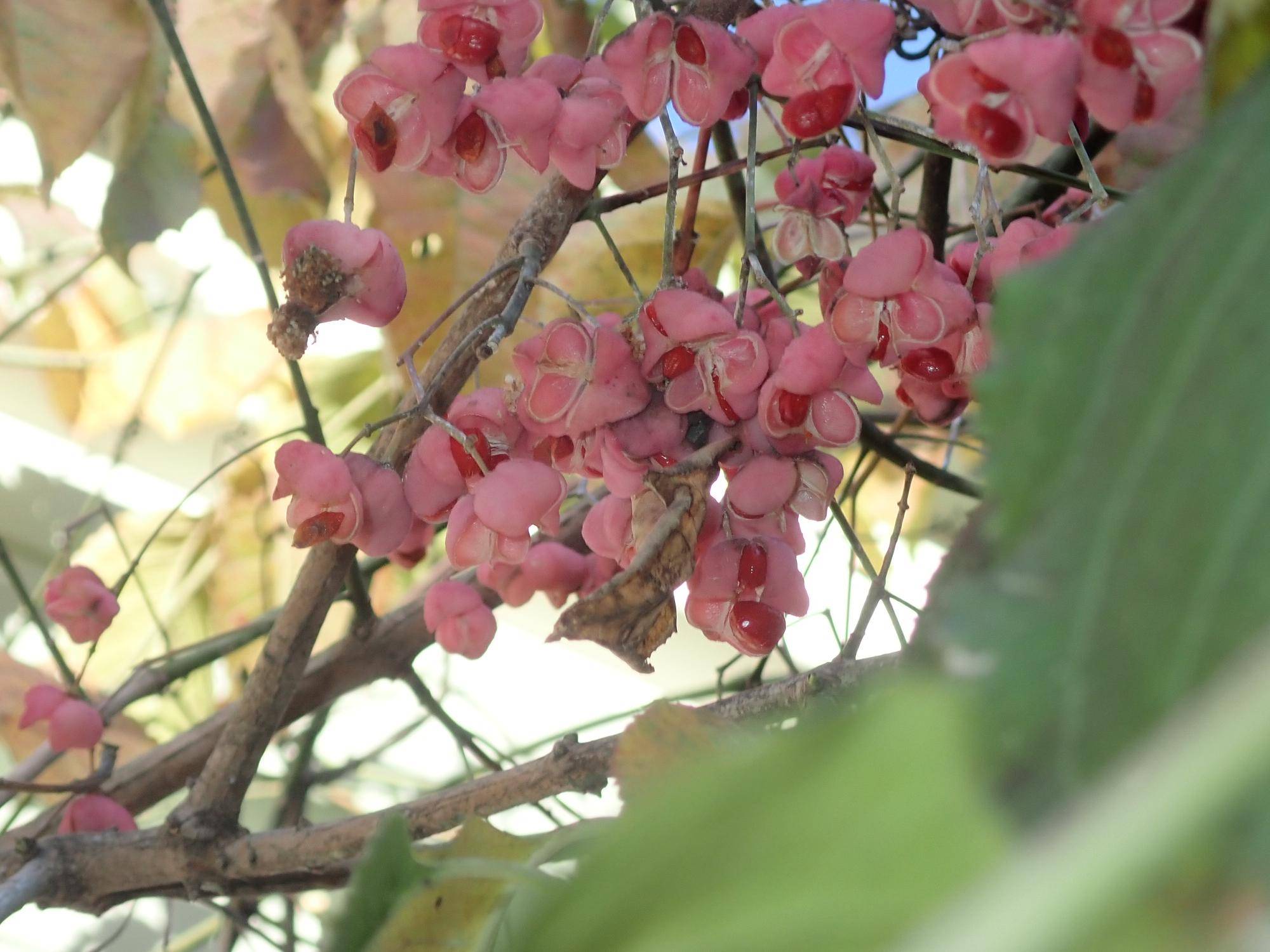 【植物】季節の花情報  令和7年12月中旬の写真
