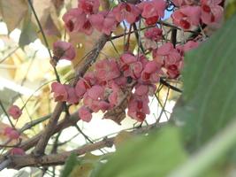 【植物】季節の花情報  令和7年12月中旬の画像
