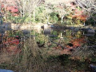 みずの谷の水鏡