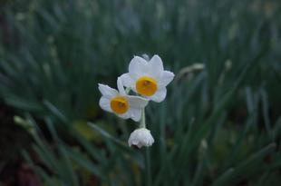 金沢自然公園うきうき林でスイセンが咲き始めました