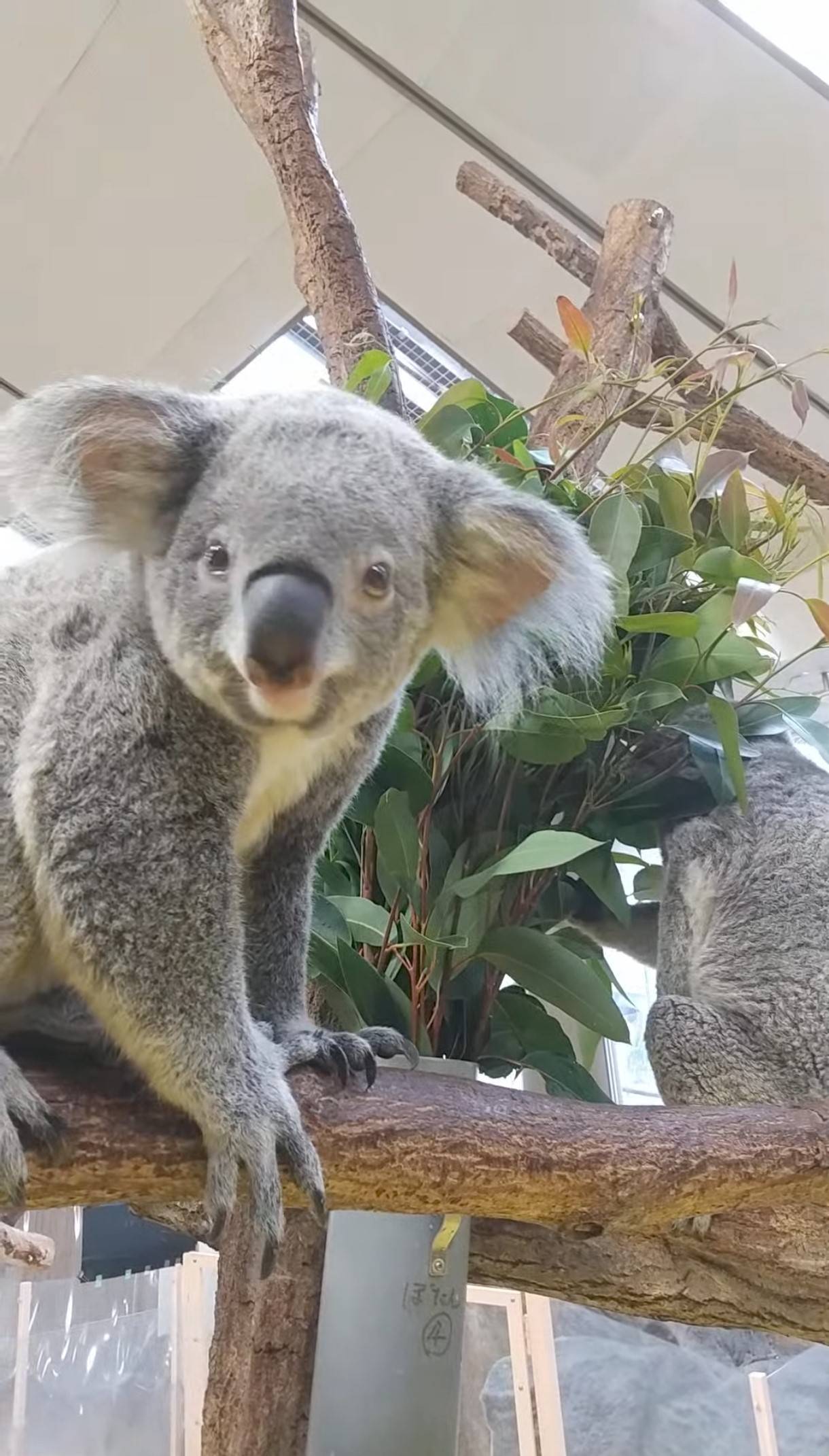 ひなぎくポストへお手紙をくださったみなさまの写真