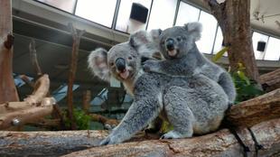 コアラの日特別ガイド