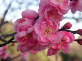 【植物】季節の花情報  令和８年1月中旬の画像