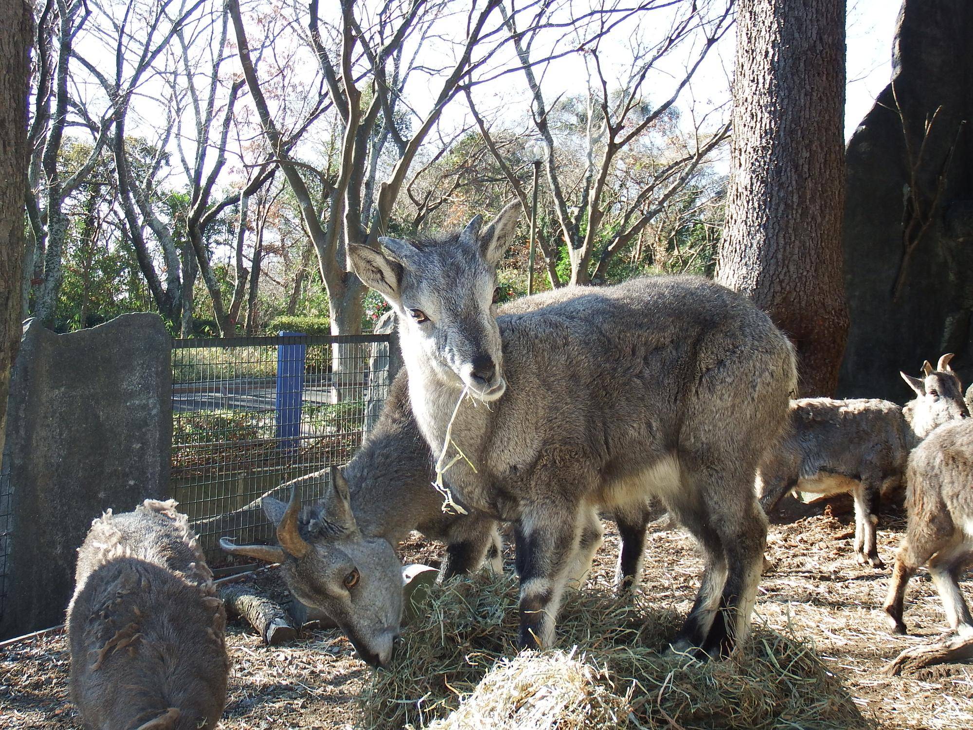 アトラスが産まれて半年経ちましたの写真