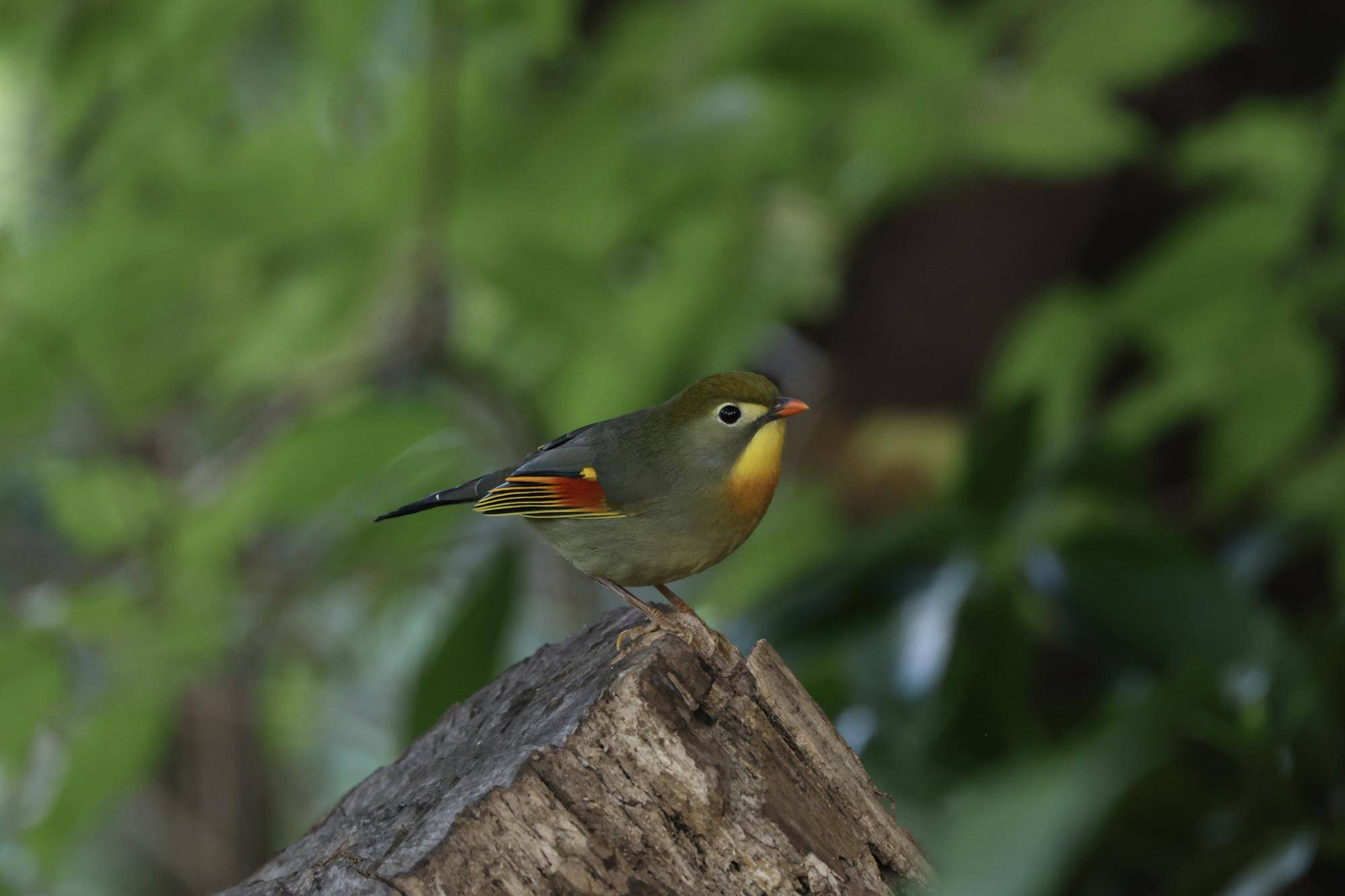 保全チームのおはなしの写真