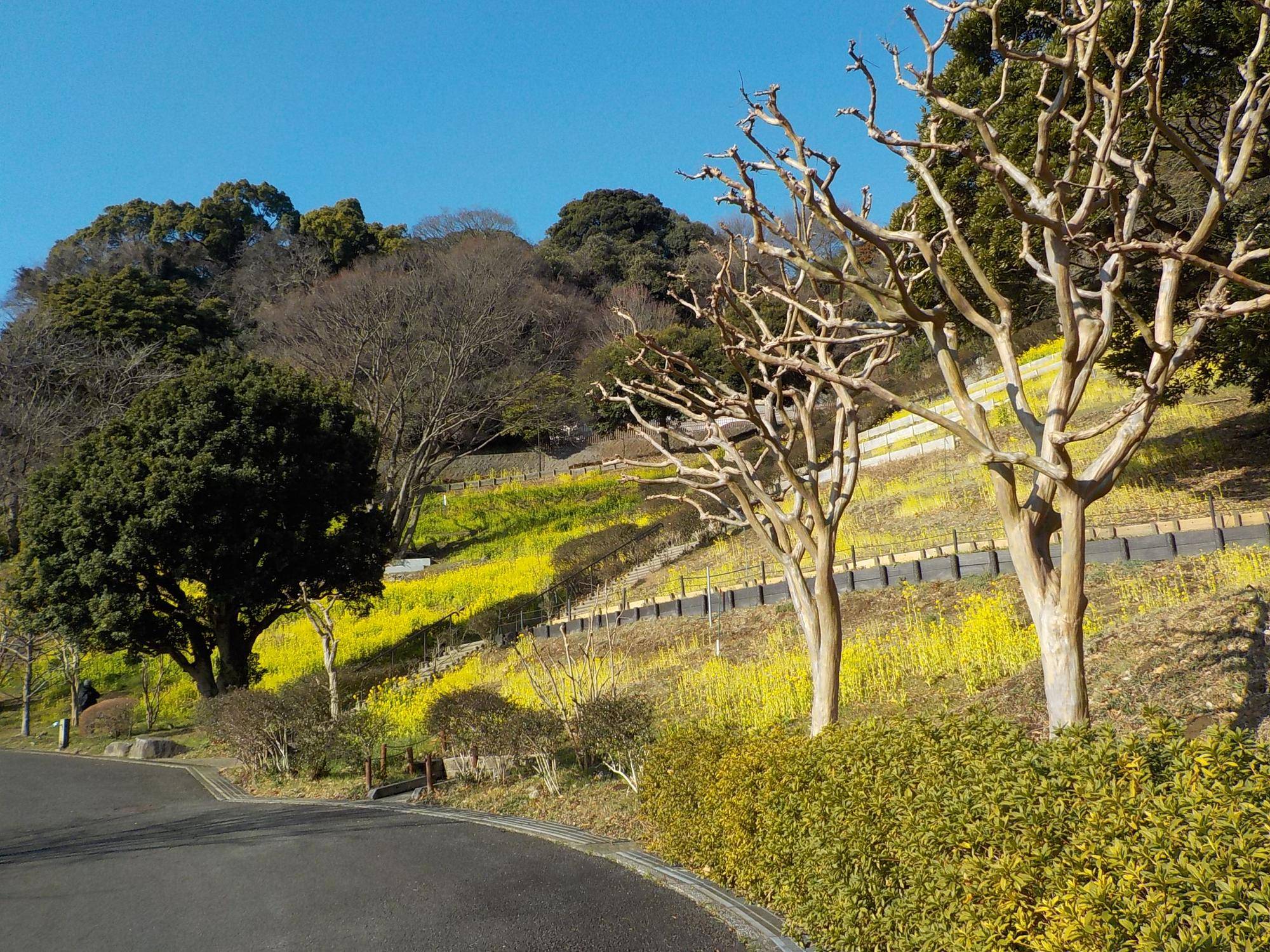 ナノハナの写真