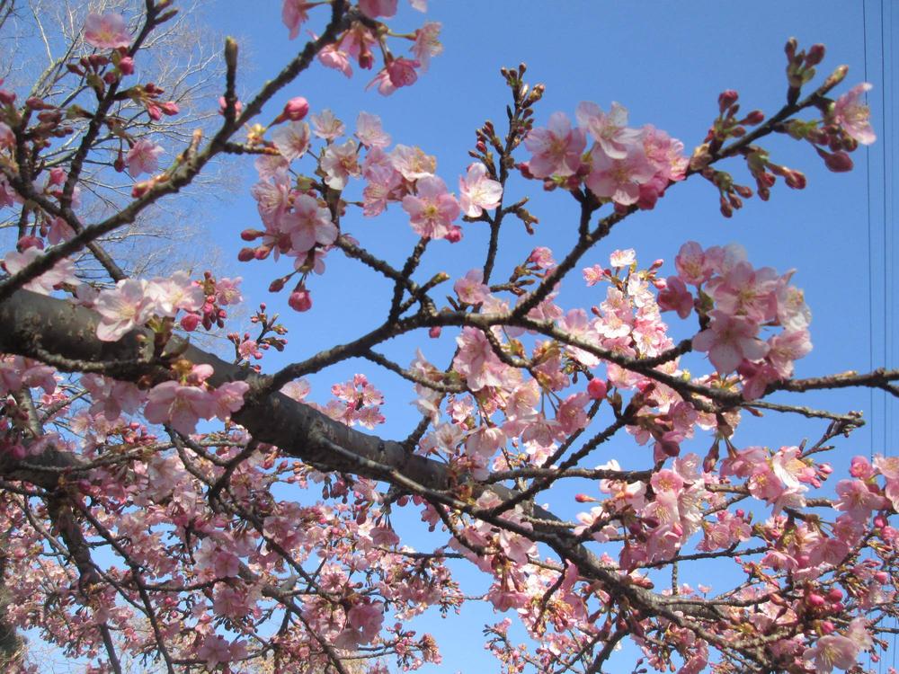 2026🌸桜ブログ🌸 はじまります🌸の写真