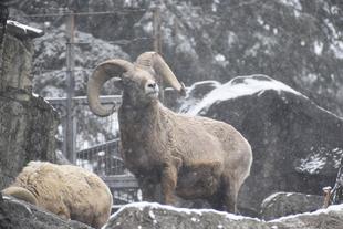 雪が降りました❄
