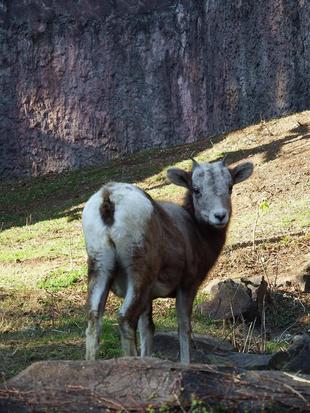 ザラメ成長日記②