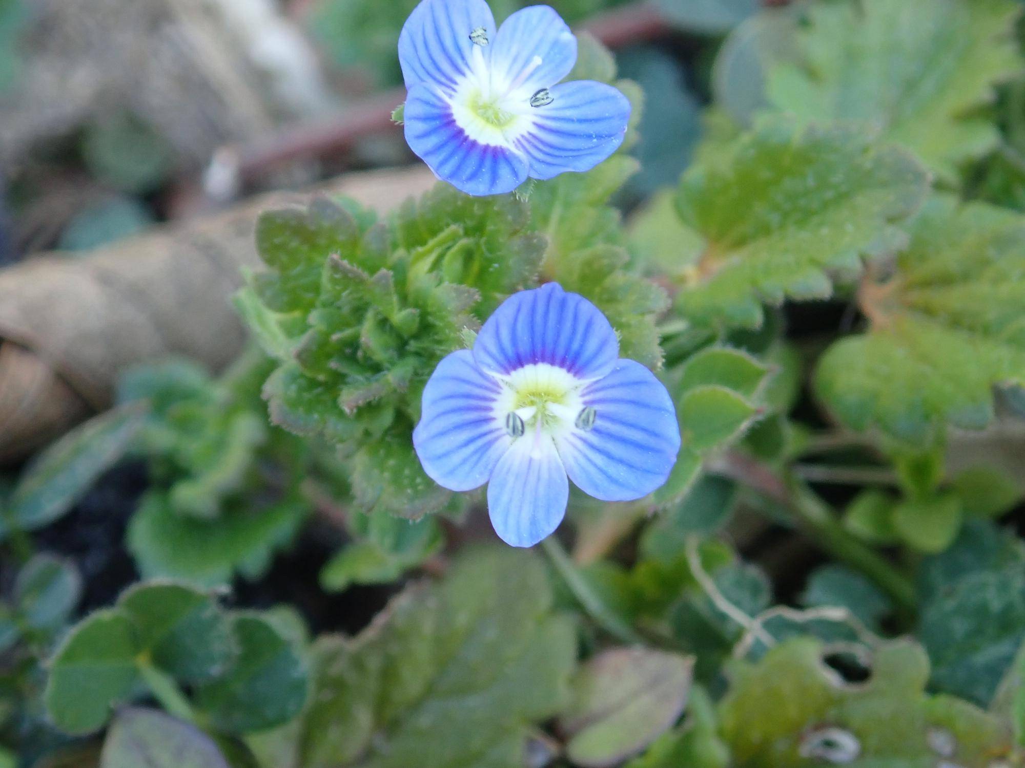 【植物】季節の花情報  令和８年2月上旬の写真