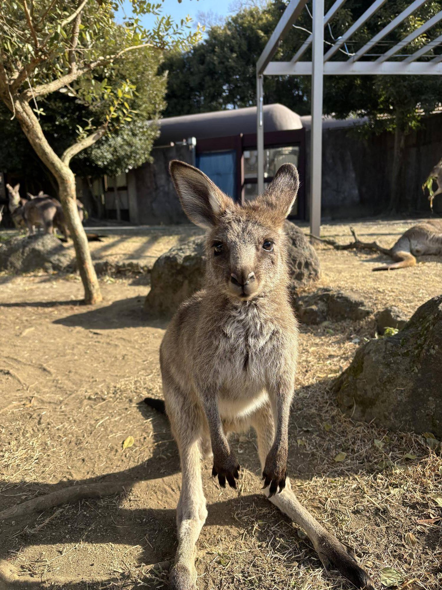 最近のガジュマルの写真