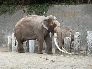 インドゾウの展示について