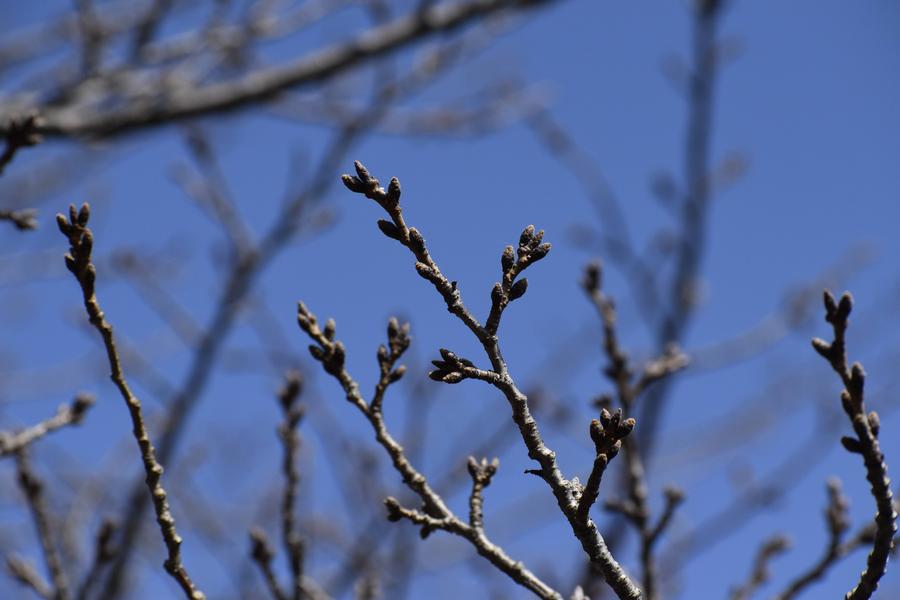 🌸桜ブログ　2026年3月6日🌸の写真